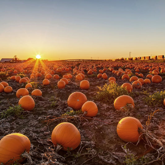 Pumpkin Picking 31st October